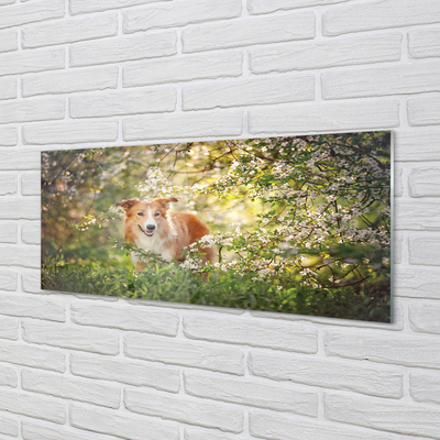 Quadro di vetro Fiori di bosco per cani