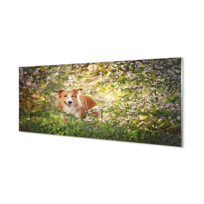 Quadro di vetro Fiori di bosco per cani