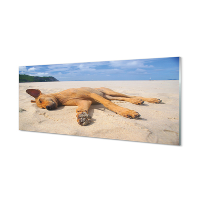 Quadro in vetro Spiaggia per cani sdraiati