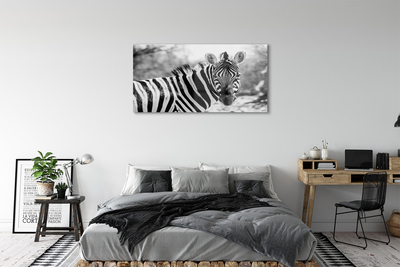 Quadro in vetro Zebra retrò