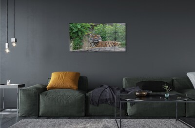 Quadro in vetro Foresta delle tigri
