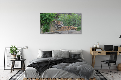 Quadro in vetro Foresta delle tigri