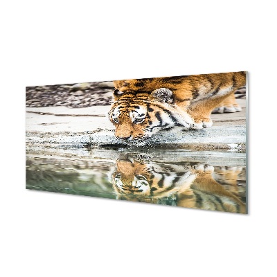 Quadro in vetro La tigre che beve