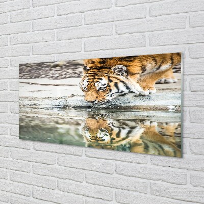 Quadro in vetro La tigre che beve