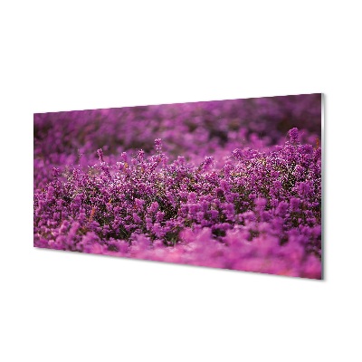 Quadro in vetro Campo di heather