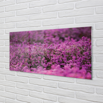 Quadro in vetro Campo di heather