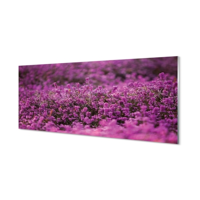 Quadro in vetro Campo di heather