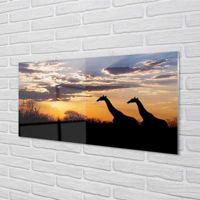 Quadro su vetro Giraffe alberi nuvole