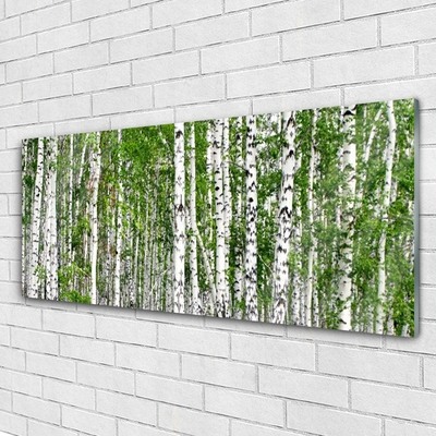 Quadro vetro Bosco di betulle Alberi Natura