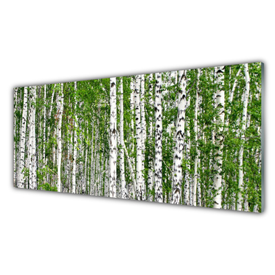 Quadro vetro Bosco di betulle Alberi Natura