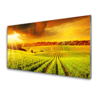 Quadro di vetro Campo Paesaggio al tramonto