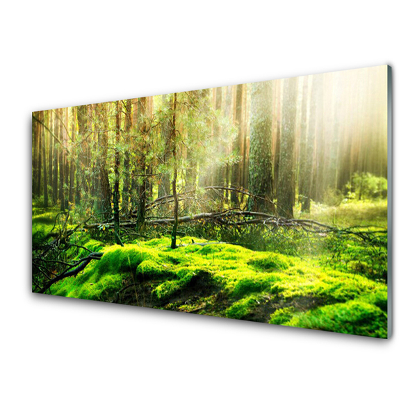 Quadro vetro Foresta di muschio Natura