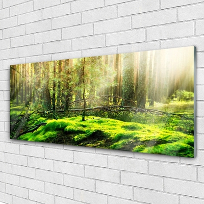 Quadro vetro Foresta di muschio Natura