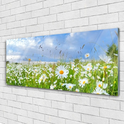 Quadro vetro Daisy Meadow Natura