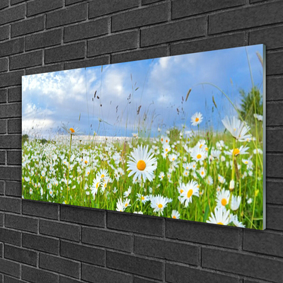 Quadro vetro Daisy Meadow Natura