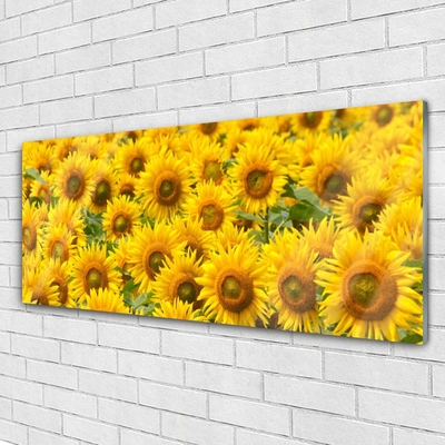 Quadro in vetro Pianta di girasole Natura