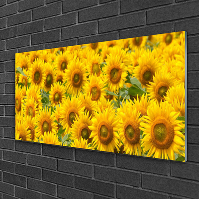 Quadro in vetro Pianta di girasole Natura