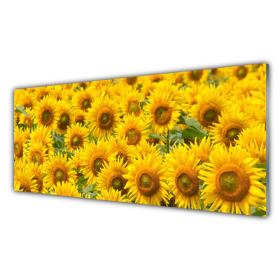 Quadro in vetro Pianta di girasole Natura