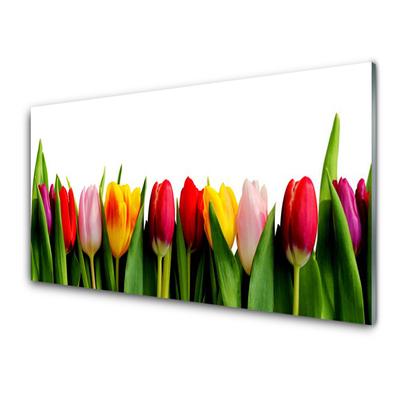 Quadro in vetro Pianta di tulipani