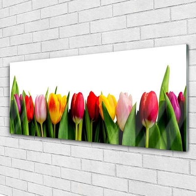 Quadro in vetro Pianta di tulipani