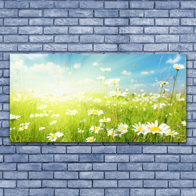 Quadro su vetro Daisy Meadow Natura