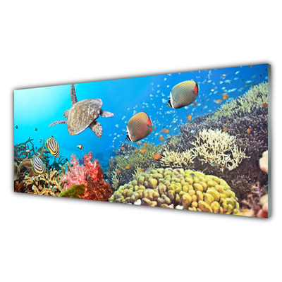 Quadro di vetro Paesaggio della barriera corallina