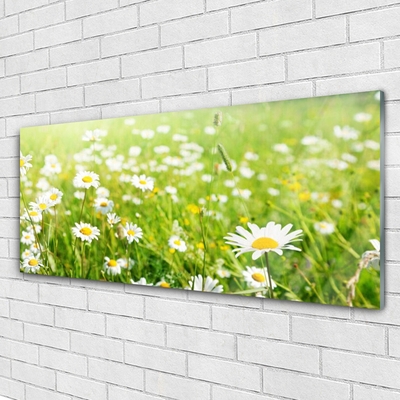 Quadro vetro Daisy Meadow Natura