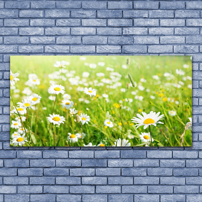 Quadro vetro Daisy Meadow Natura