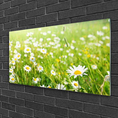 Quadro vetro Daisy Meadow Natura