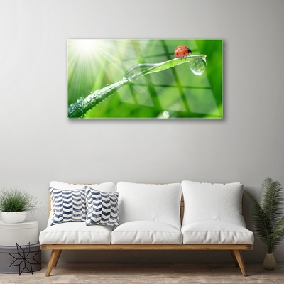 Quadro in vetro Erba coccinella Natura