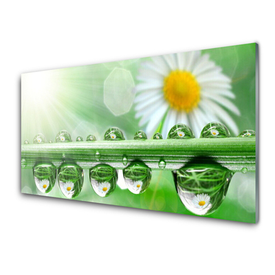 Quadro in vetro Rosa Leaf Daisy Natura