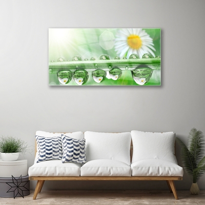 Quadro in vetro Rosa Leaf Daisy Natura