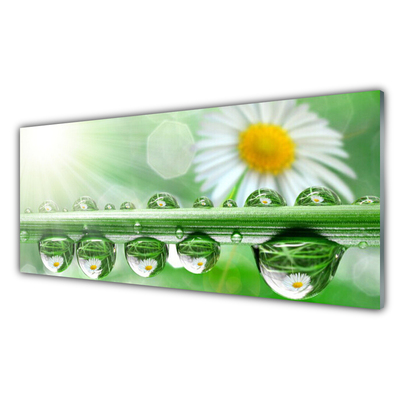 Quadro in vetro Rosa Leaf Daisy Natura