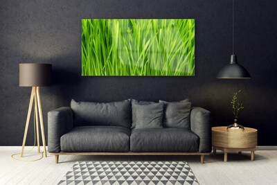 Quadro su vetro Erba Pianta Natura