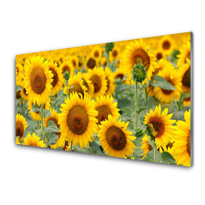 Quadro in vetro Girasoli Natura Pianta