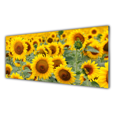 Quadro in vetro Girasoli Natura Pianta