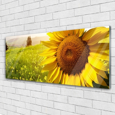 Quadro in vetro Pianta di girasole