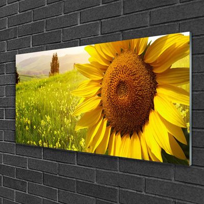 Quadro in vetro Pianta di girasole