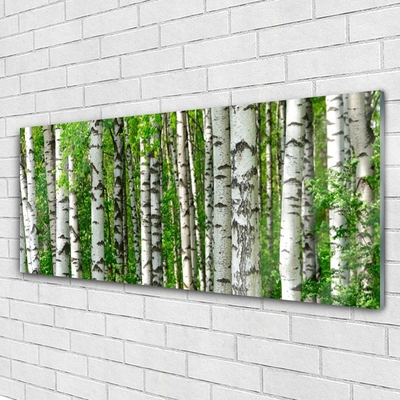 Quadro su vetro Foresta Pianta Natura Alberi