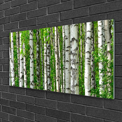 Quadro su vetro Foresta Pianta Natura Alberi