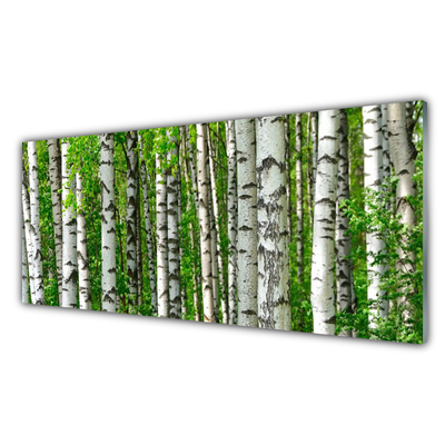 Quadro su vetro Foresta Pianta Natura Alberi