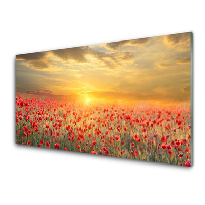 Quadro su vetro Fiori di papavero Sun Meadow