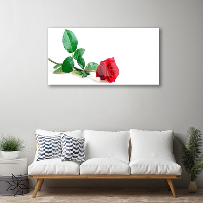 Quadro in vetro Fiore di rosa pianta naturale