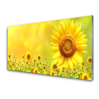 Quadro in vetro Pianta di girasole