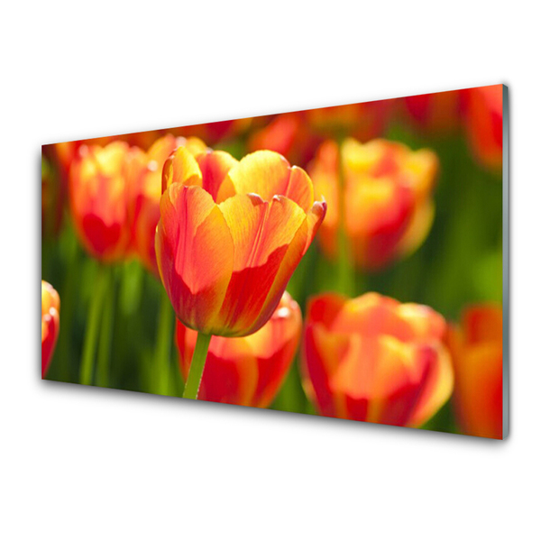 Quadro su vetro Tulipani Fiori Pianta