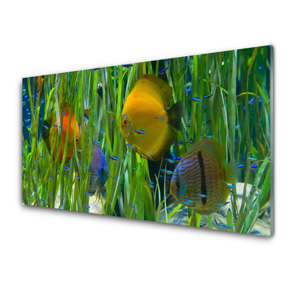 Quadro di vetro Pesce Alghe Natura