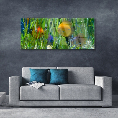 Quadro di vetro Pesce Alghe Natura