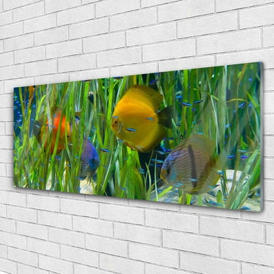 Quadro di vetro Pesce Alghe Natura