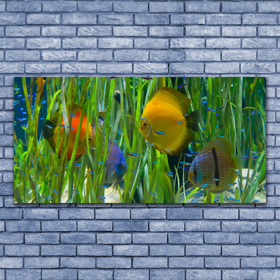 Quadro di vetro Pesce Alghe Natura