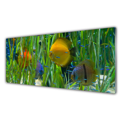 Quadro di vetro Pesce Alghe Natura